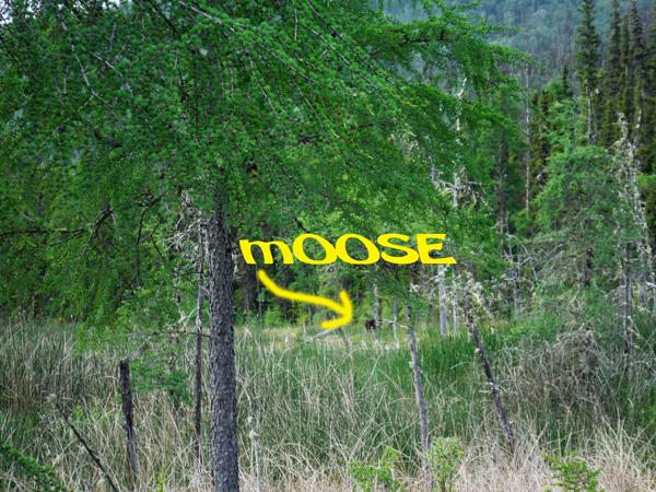 moose in the distance